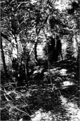 Forest Grave : Through Thickets and Trodden Paths